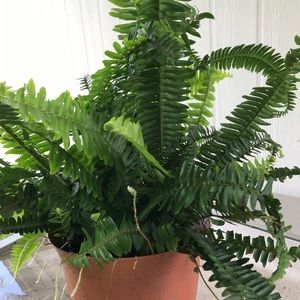 Boston Fern, indoor outdoor gorgeous plant